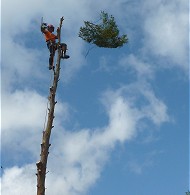 Emergency tree surgeon and dangerous trees