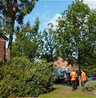 Tree surveying and Tree Preservation Order advice